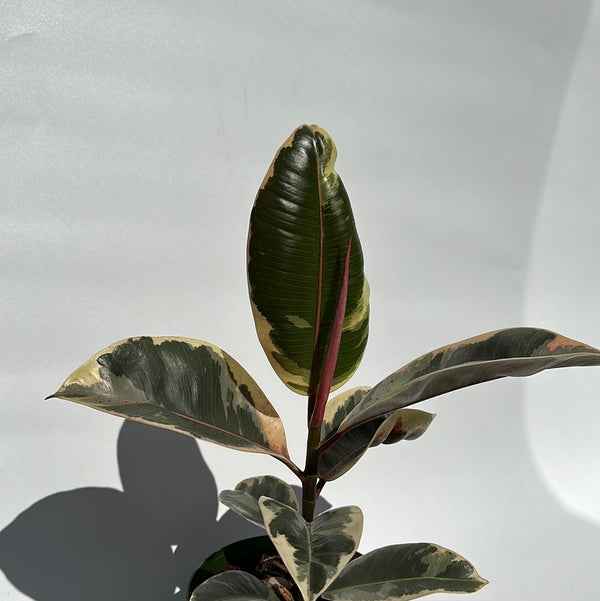 Ficus Tineke