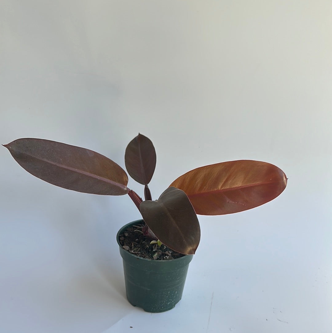 Philodendron Khathaleen 4"