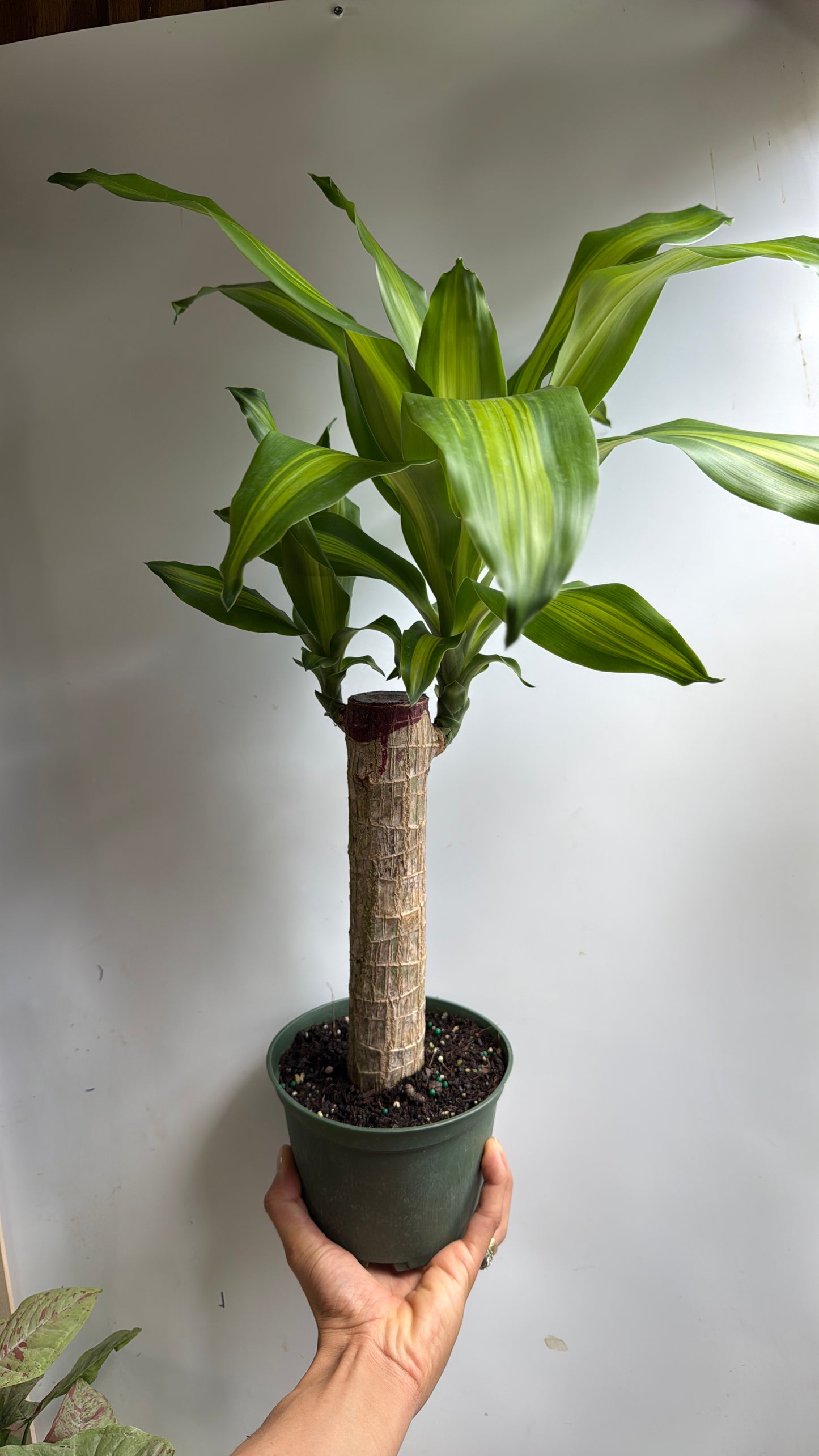Brazilian Lucky Wood 6" pot (Dracaena Massangeana)