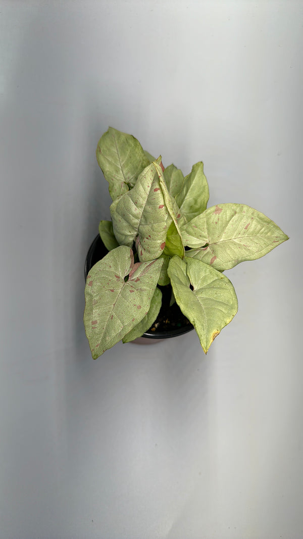 Syngonium Milk Confetti