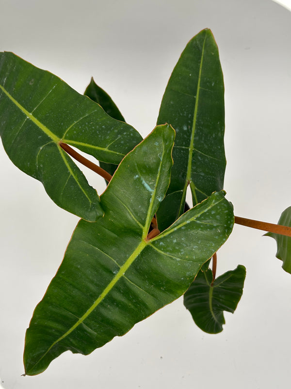 Philodendron Billitie 6β pot