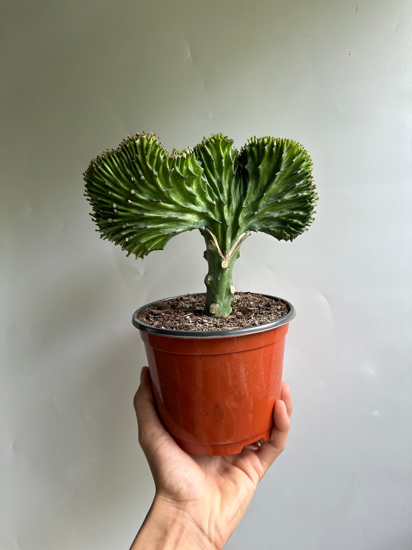 Mermaid tail cactus 6"