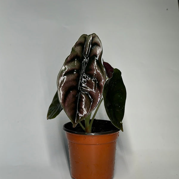 Alocasia Cuprea
