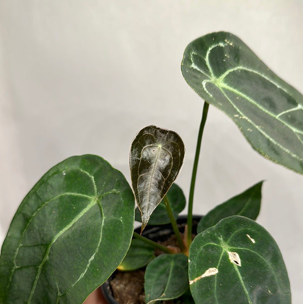 Anthurium Forgetii