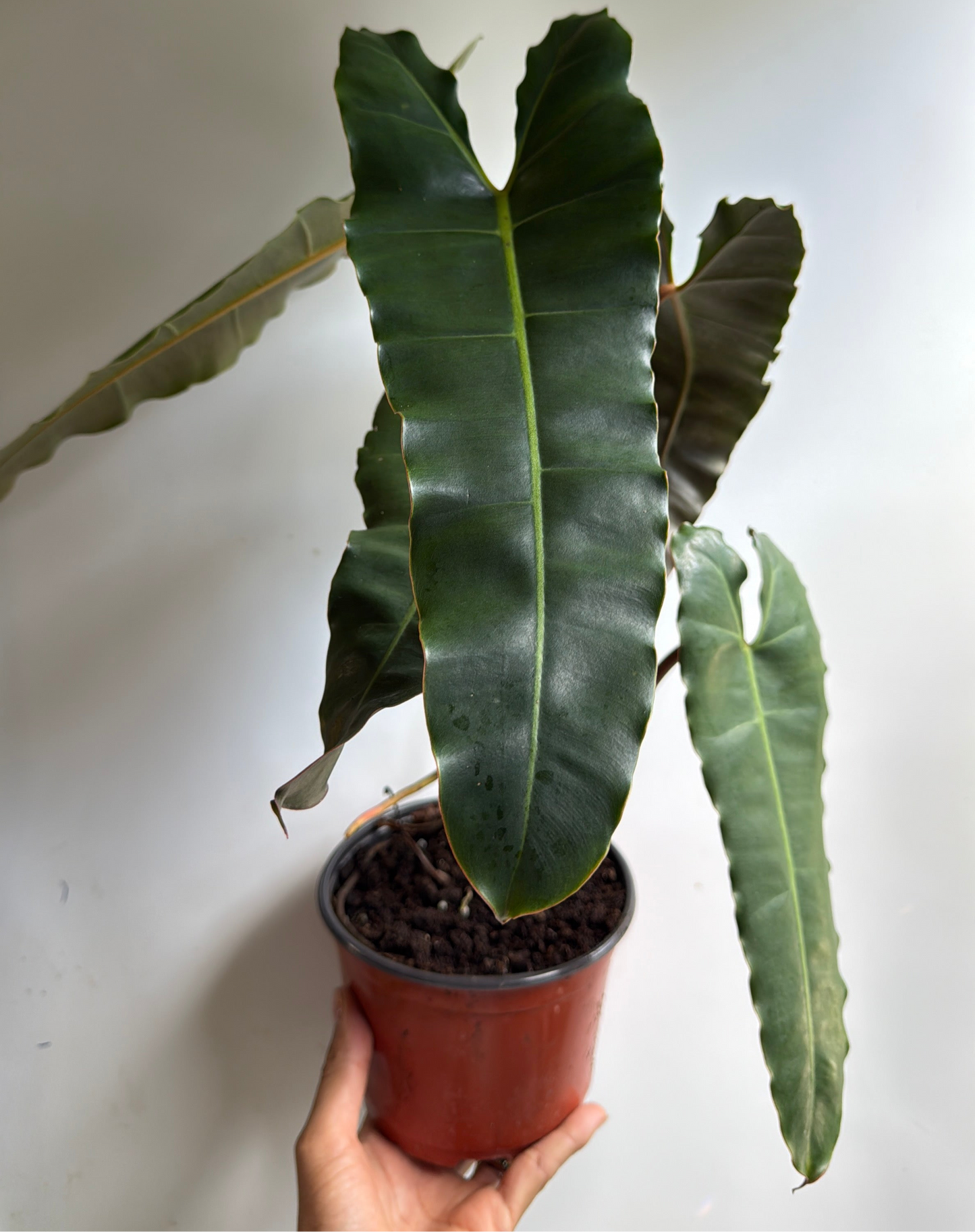 Philodendron Black billietiae Billietiae x Atabapoense 6" pot