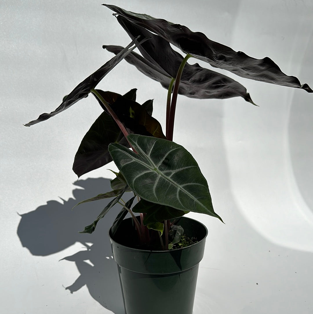 Alocasia Morroco 6" pot