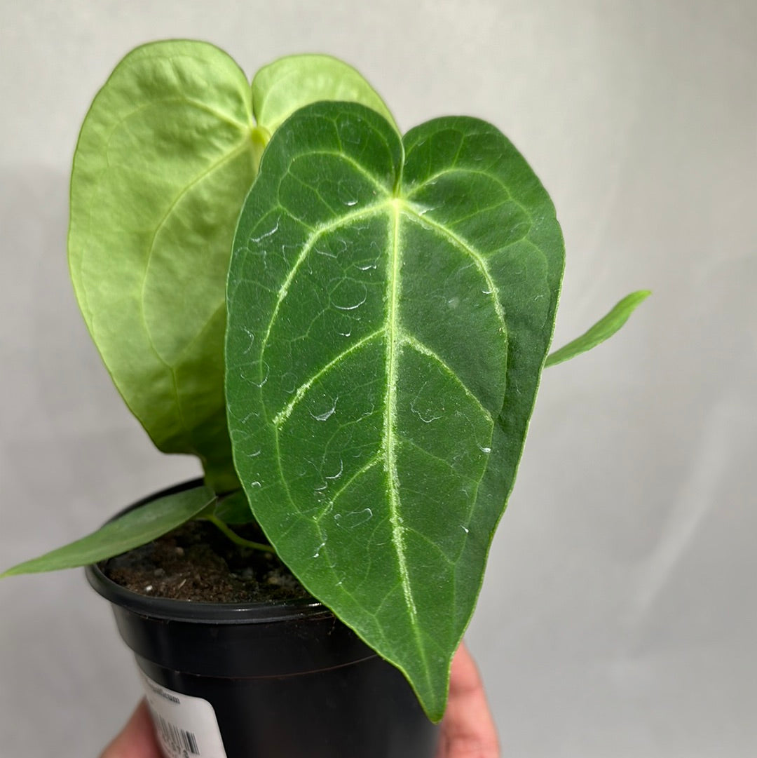 Anthurium magnificum 4"l