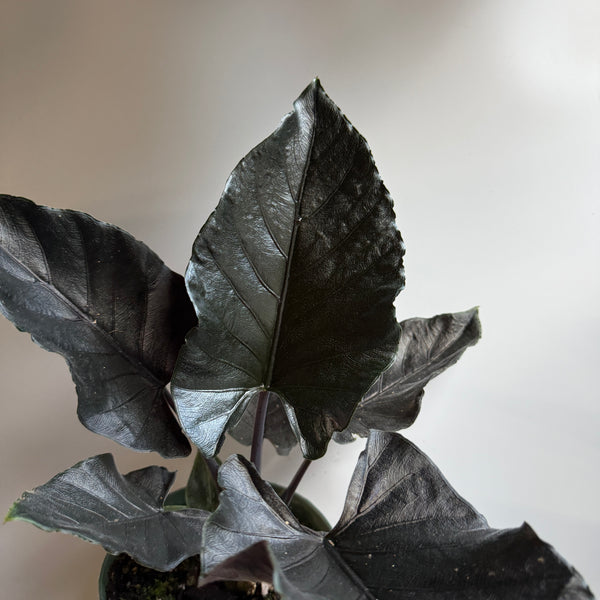 Alocasia Antoro Velvet 6" pot