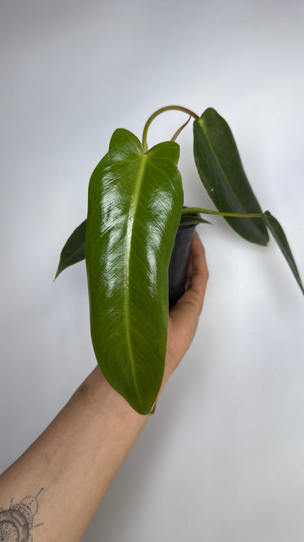 Philodendron Spiritus Sancti 4” pot