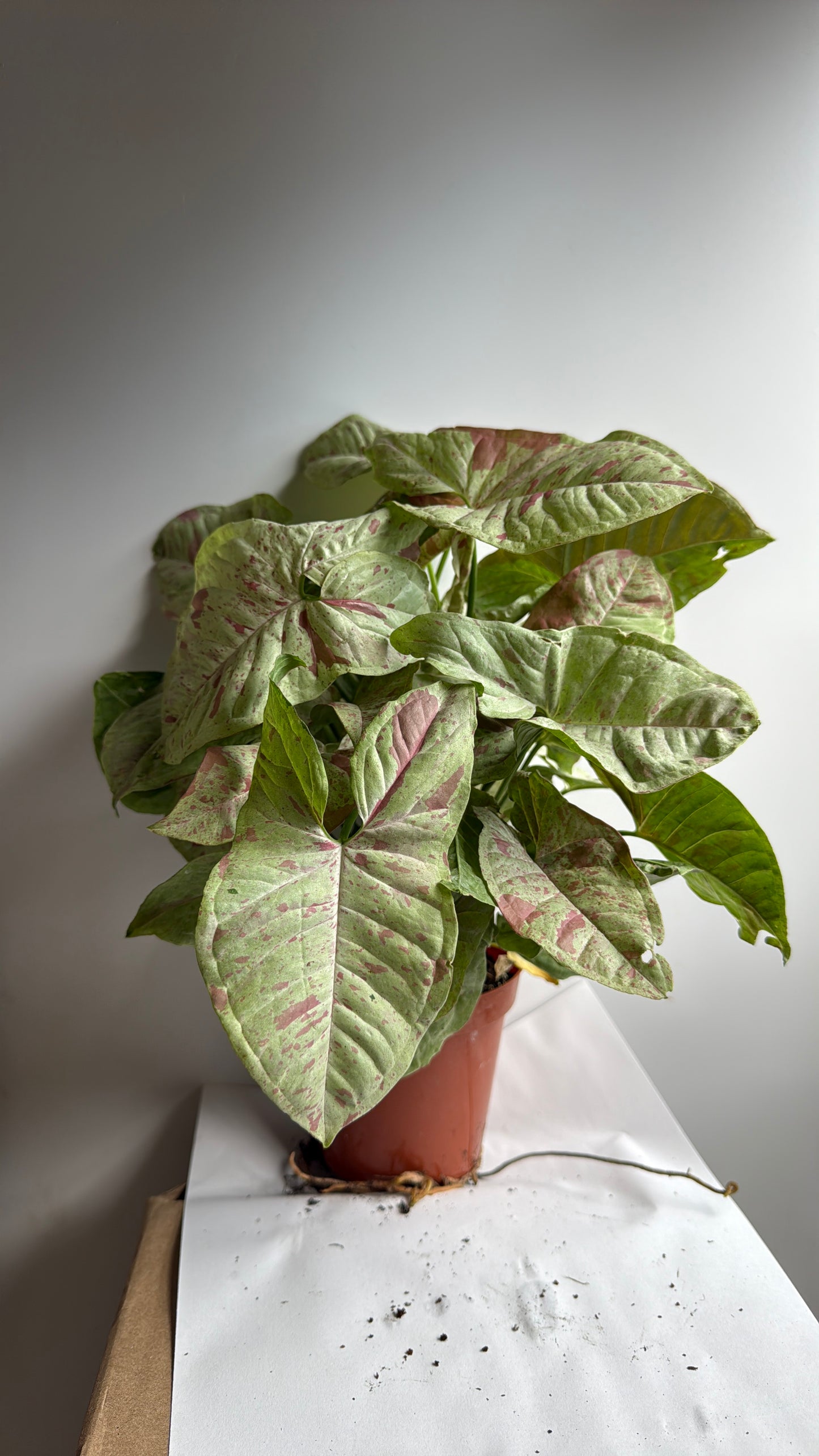 Syngonium Milk Confetti 4" Pot