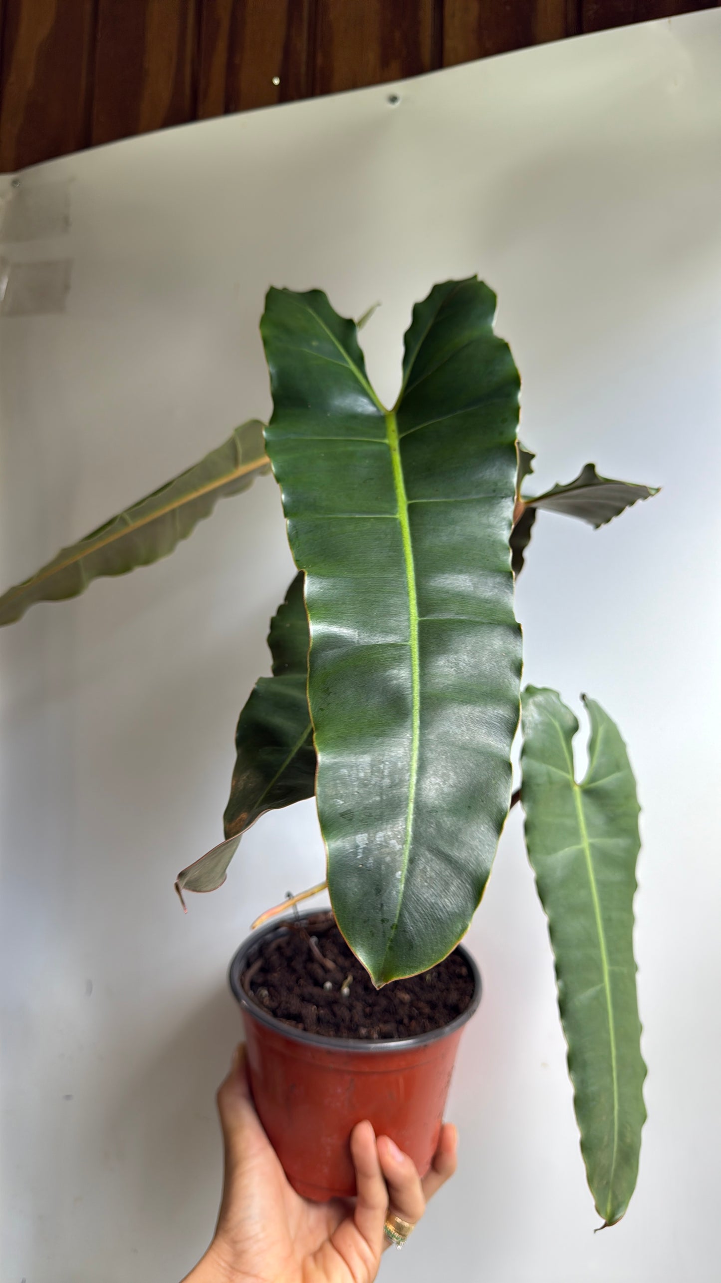 Philodendron Black billietiae Billietiae x Atabapoense 6" pot