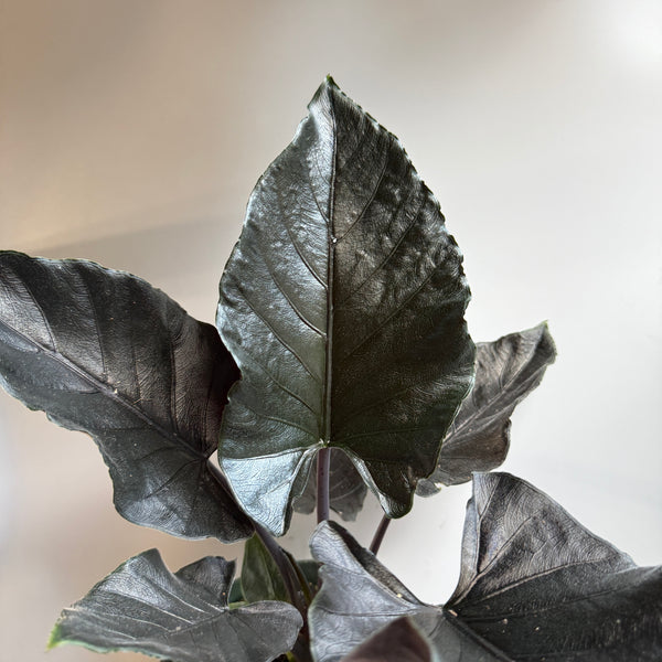 Alocasia Antoro Velvet 6" pot
