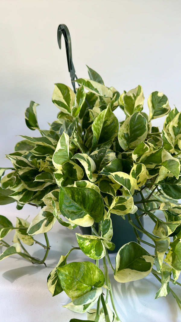 Pothos Pearls and Jade