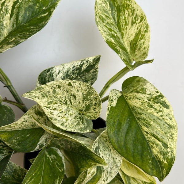 Pothos Marble Queen