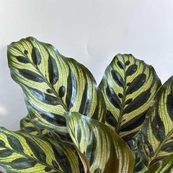 Calathea Makoyana