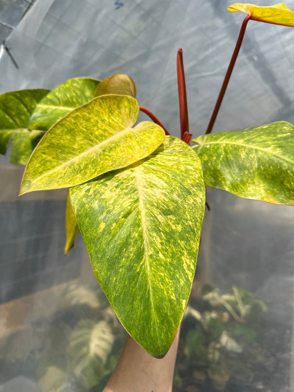 Philodendron Painted Lady 6” pot