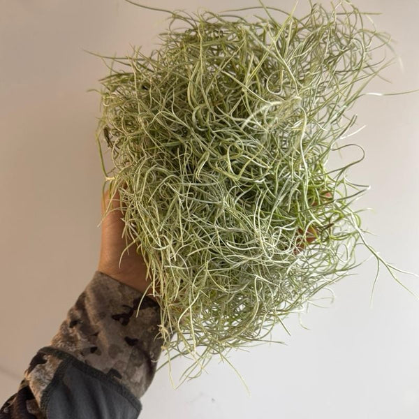 Spanish Moss (Tillandsia Usneoides)