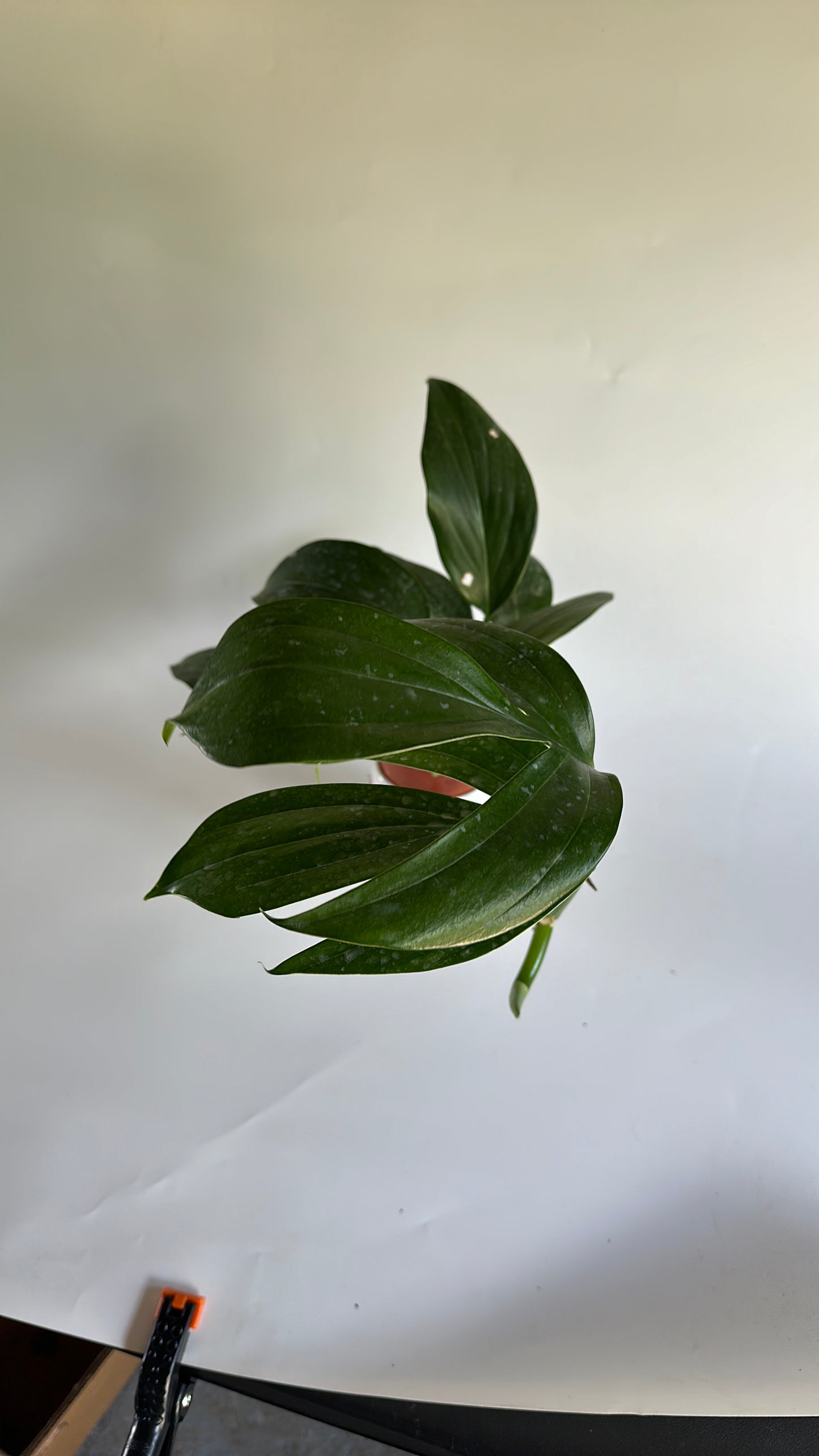 Dragon tail 4" | RHAPHIDORA DECURSIVA