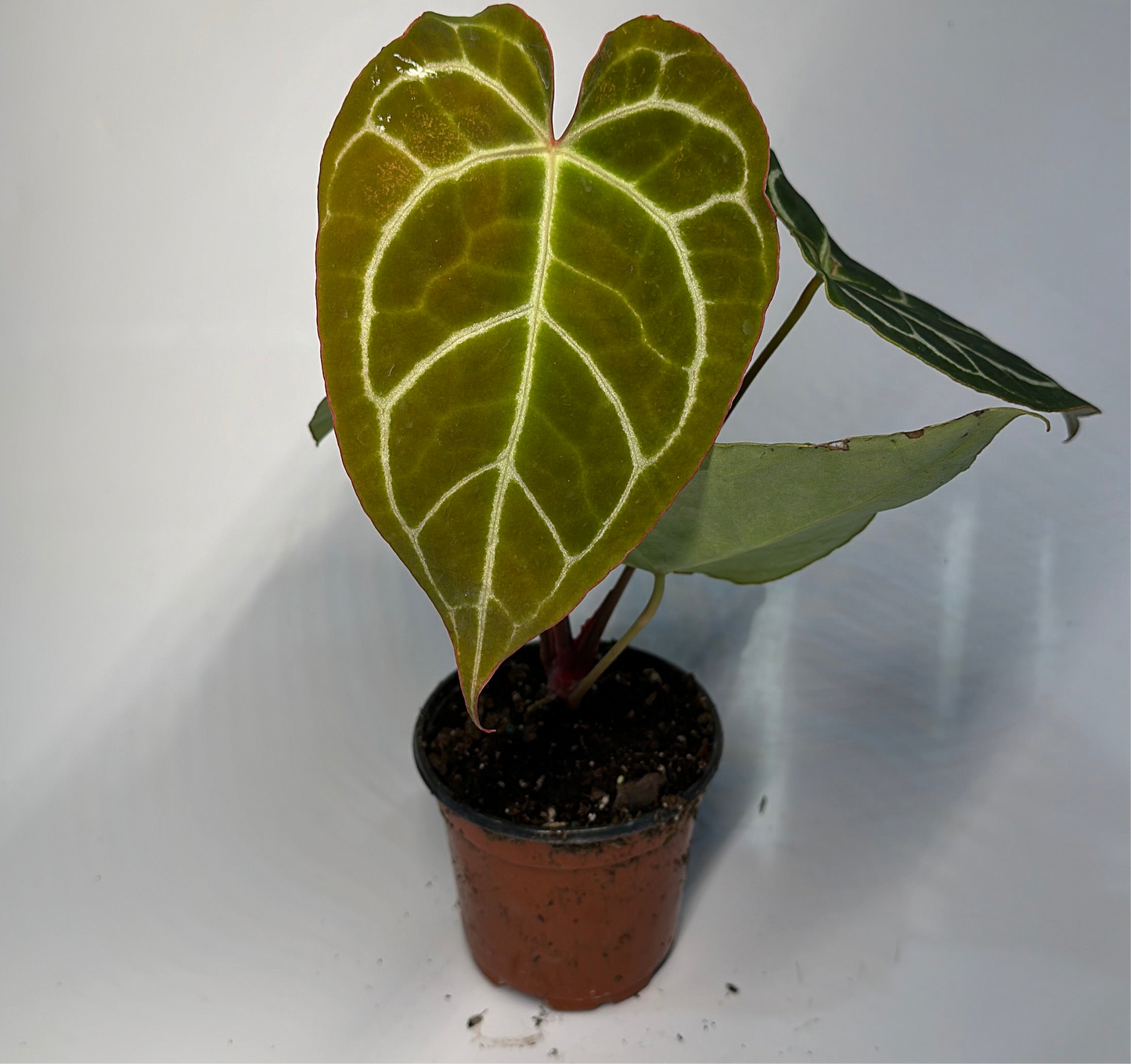 Anthurium Crystallinum 4" pot