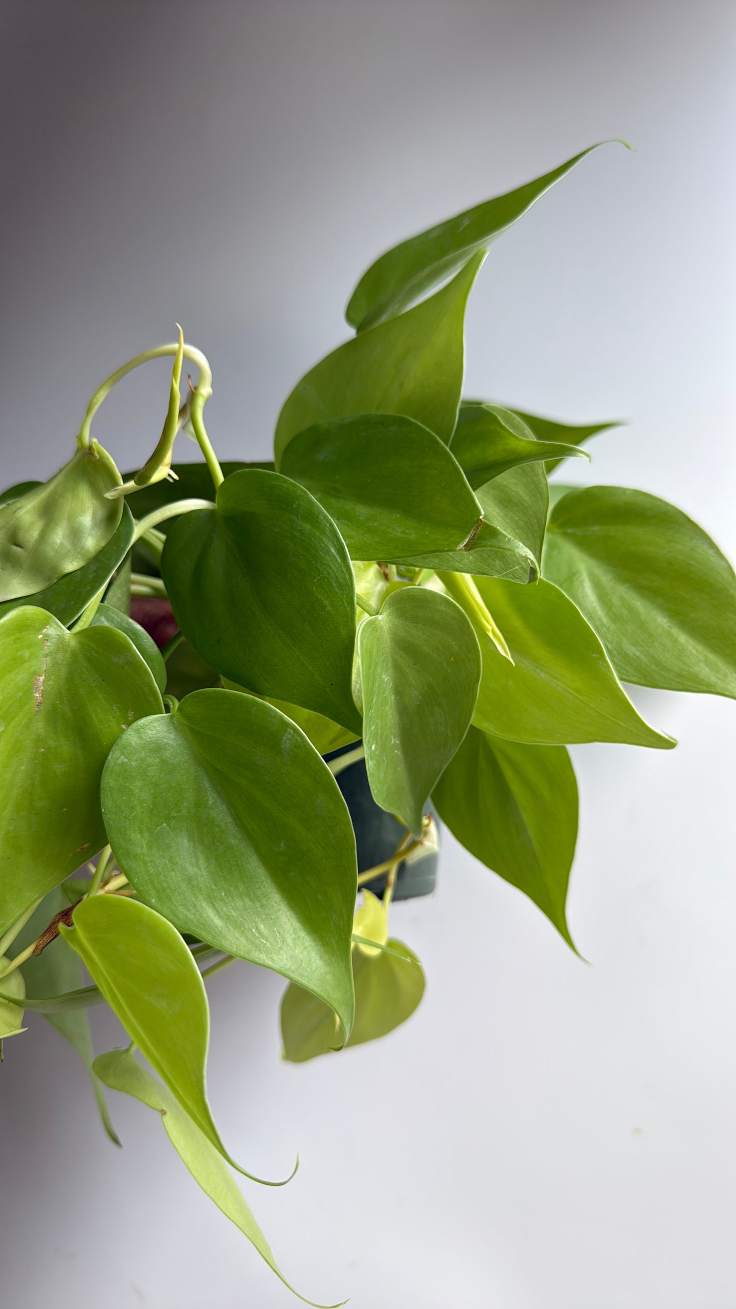 Philodendron Lemon Lime 4” pot