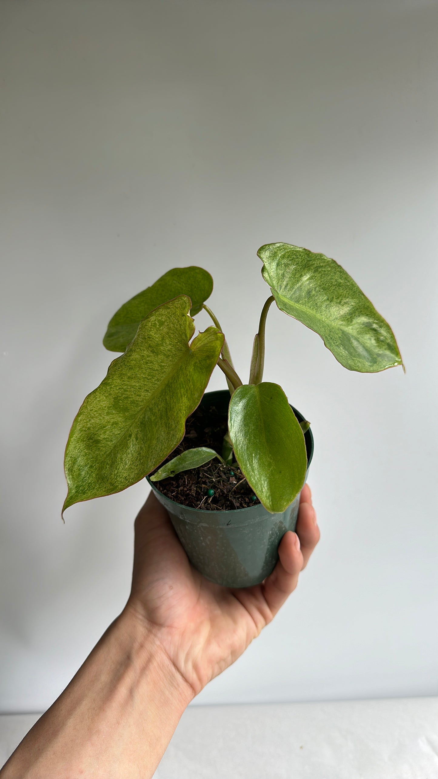 Philodendron Paraiso verde 4" pot