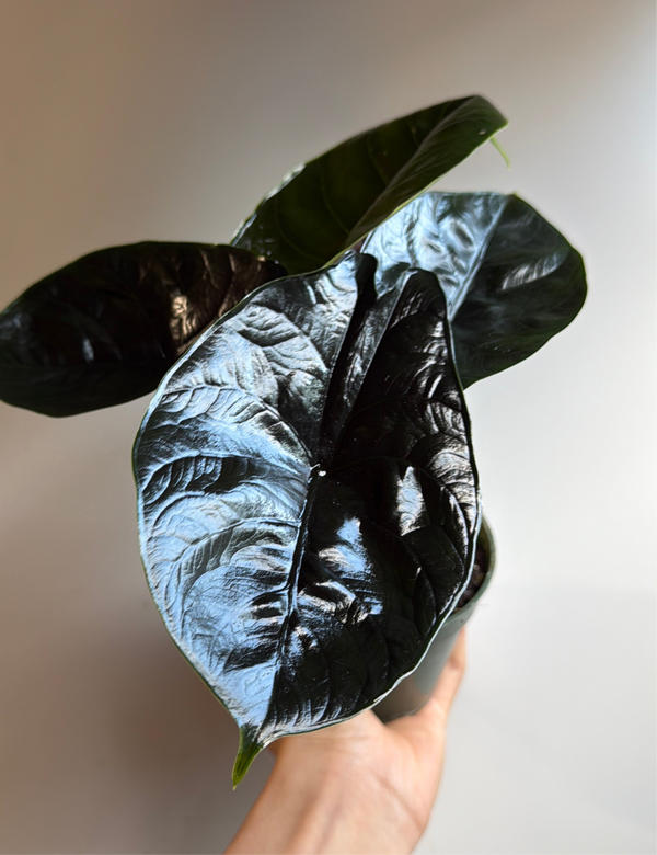 Alocasia Green Unicorn