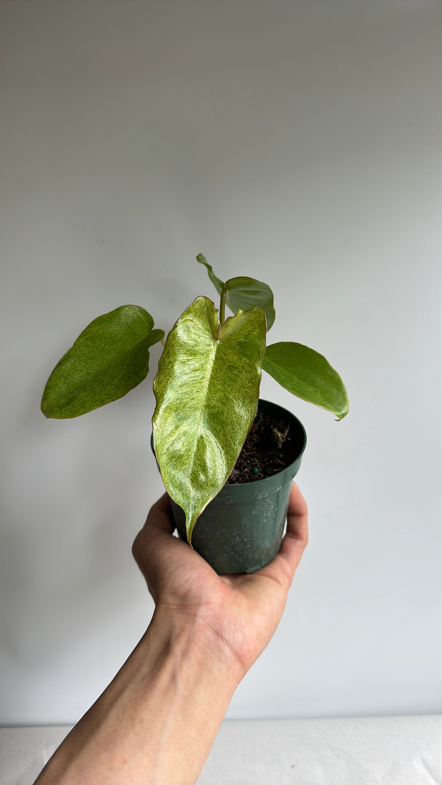 Philodendron Paraiso verde 4" pot