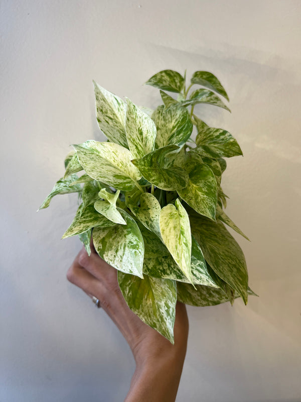 Pothos Snow Queen