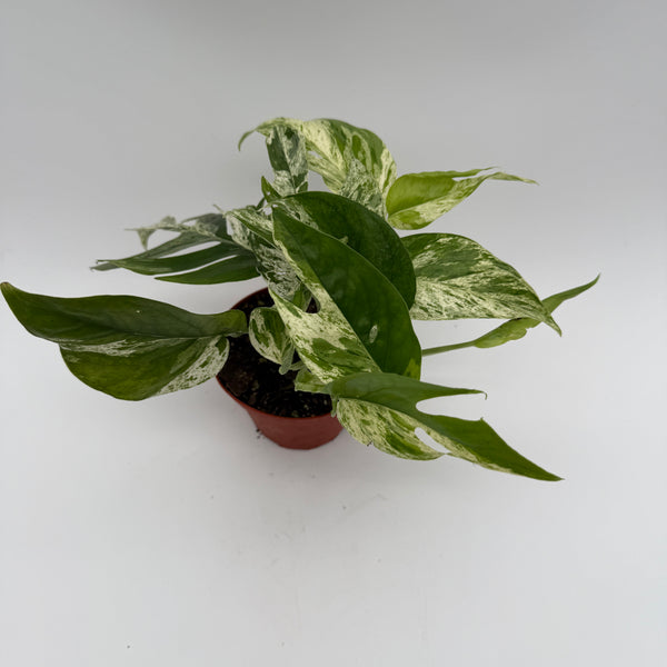 Epipremnum Pinatum Marble Flame