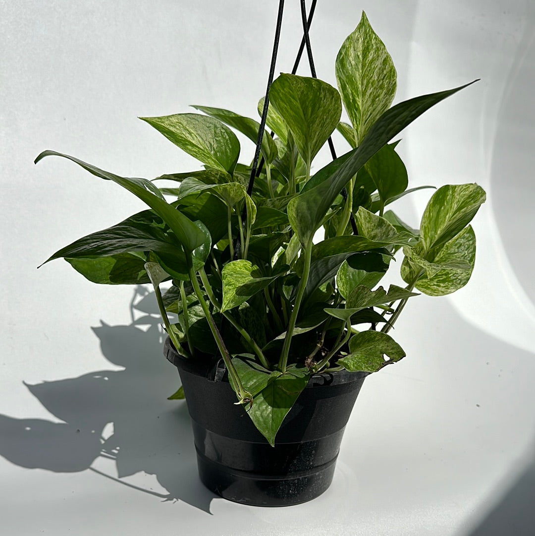 Pothos Marbel queen hanging basket