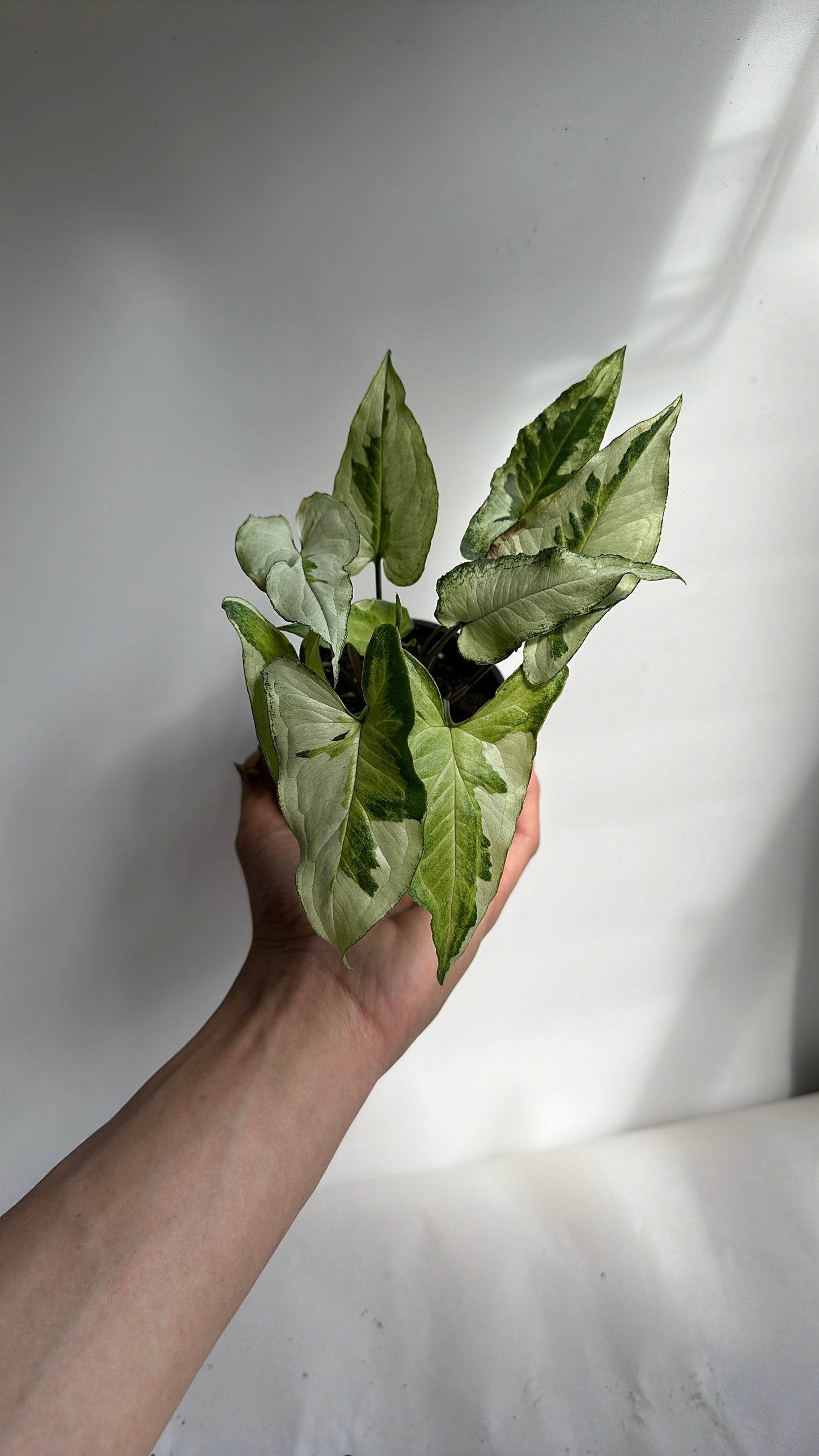 syngonium three kings 4"