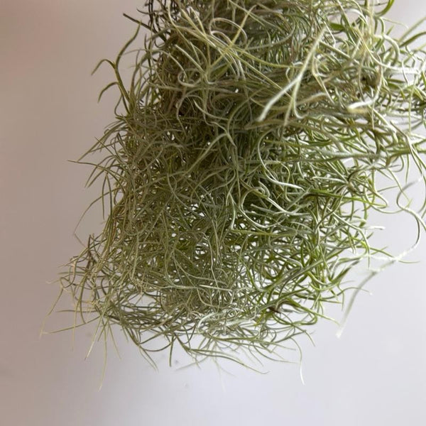Spanish Moss (Tillandsia Usneoides)