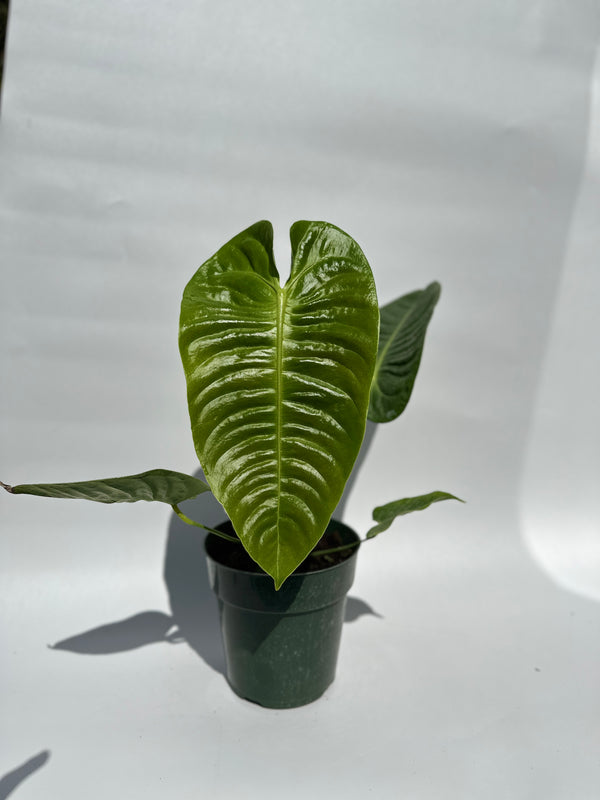 Anthurium Veitchii