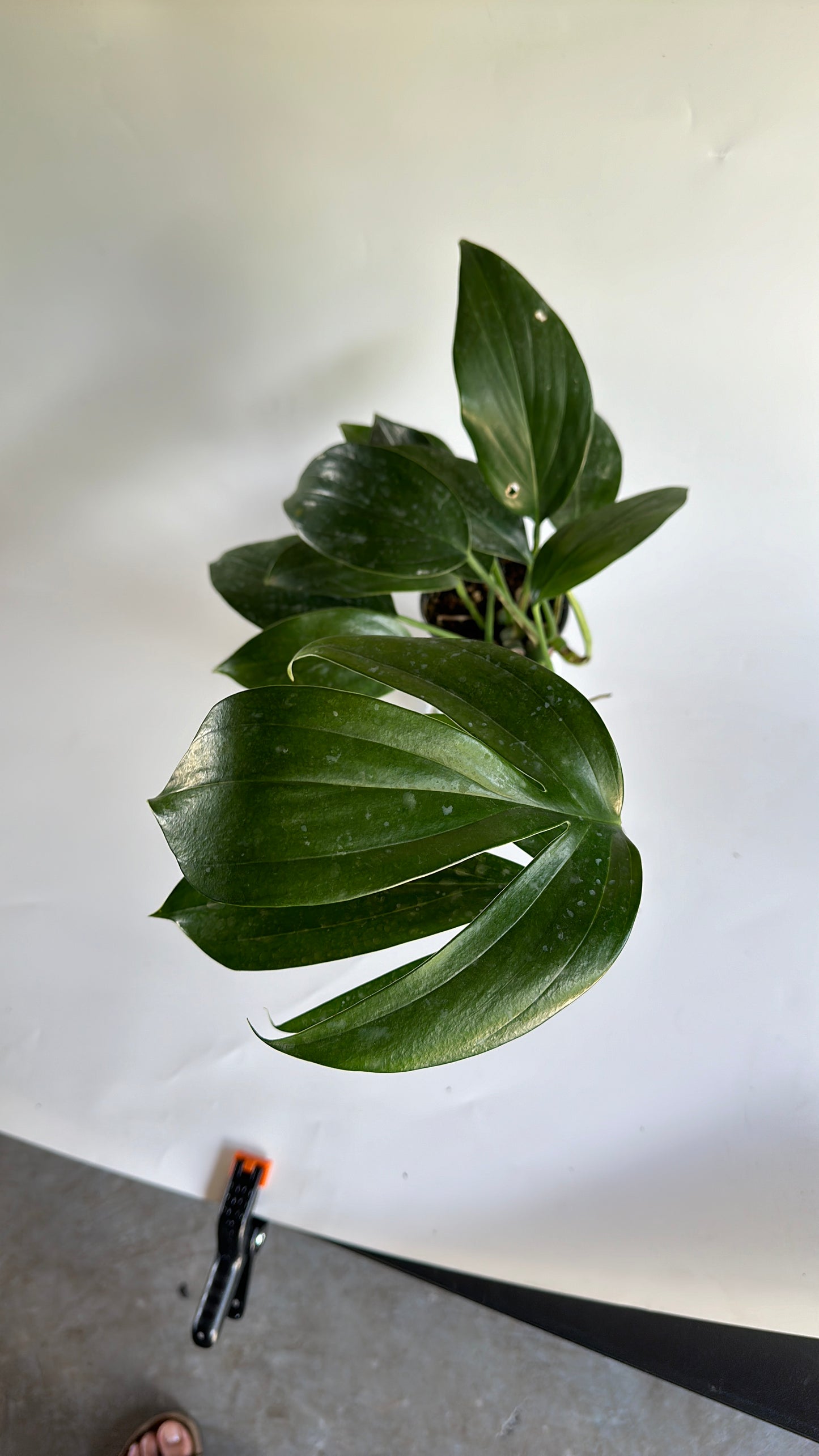 Dragon tail 4" | RHAPHIDORA DECURSIVA