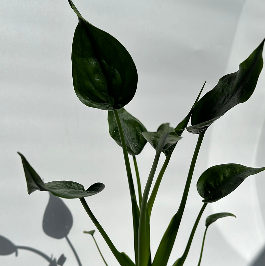 Alocasia tiny dancers 6"