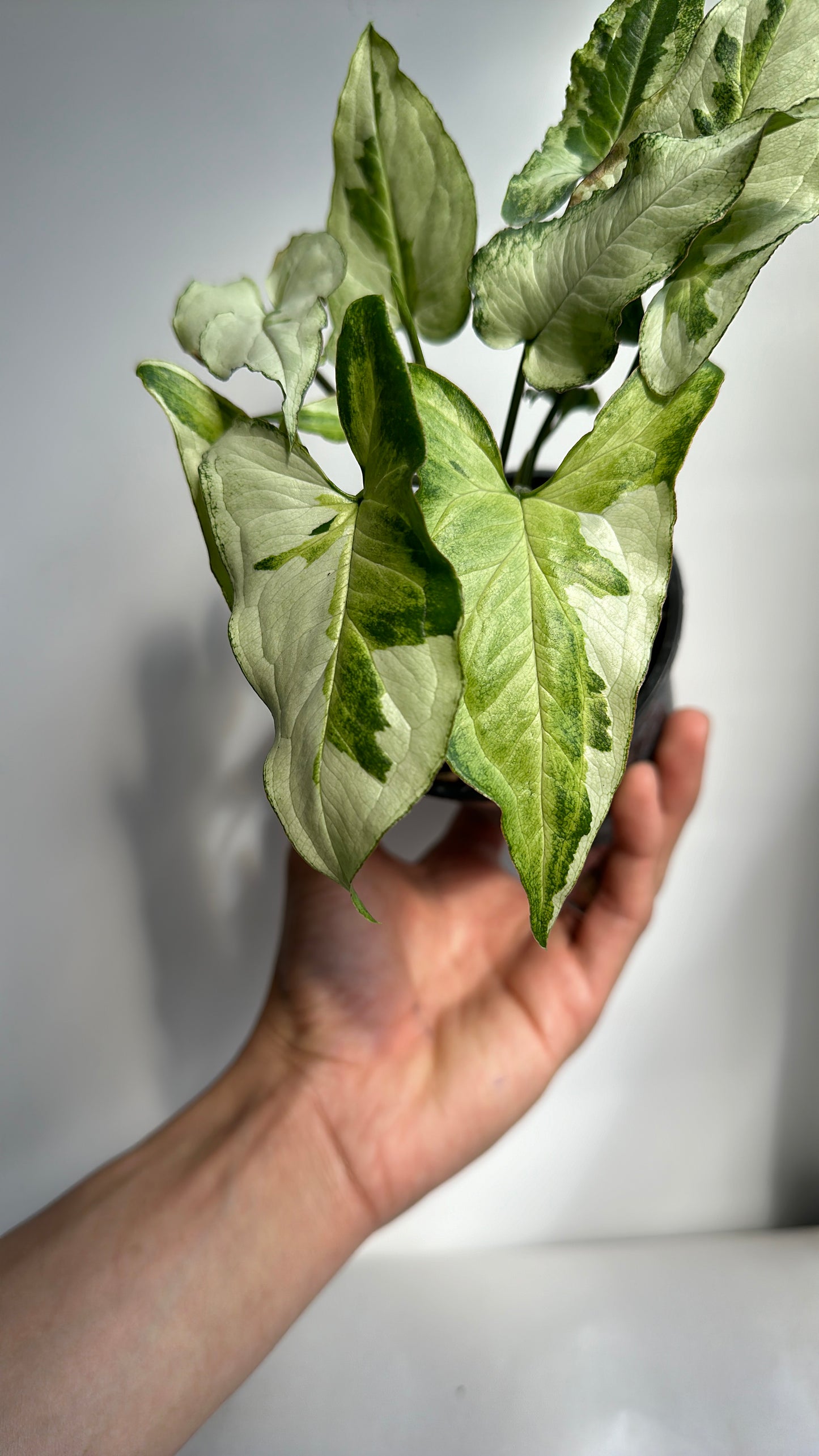syngonium three kings 4"
