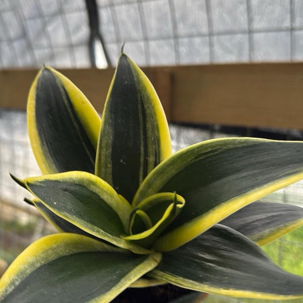 Sansevieria Hahnii 'Golden Jade'