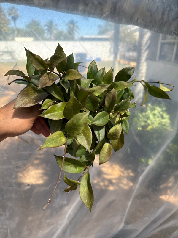 Hoya Sunrise 6β pot