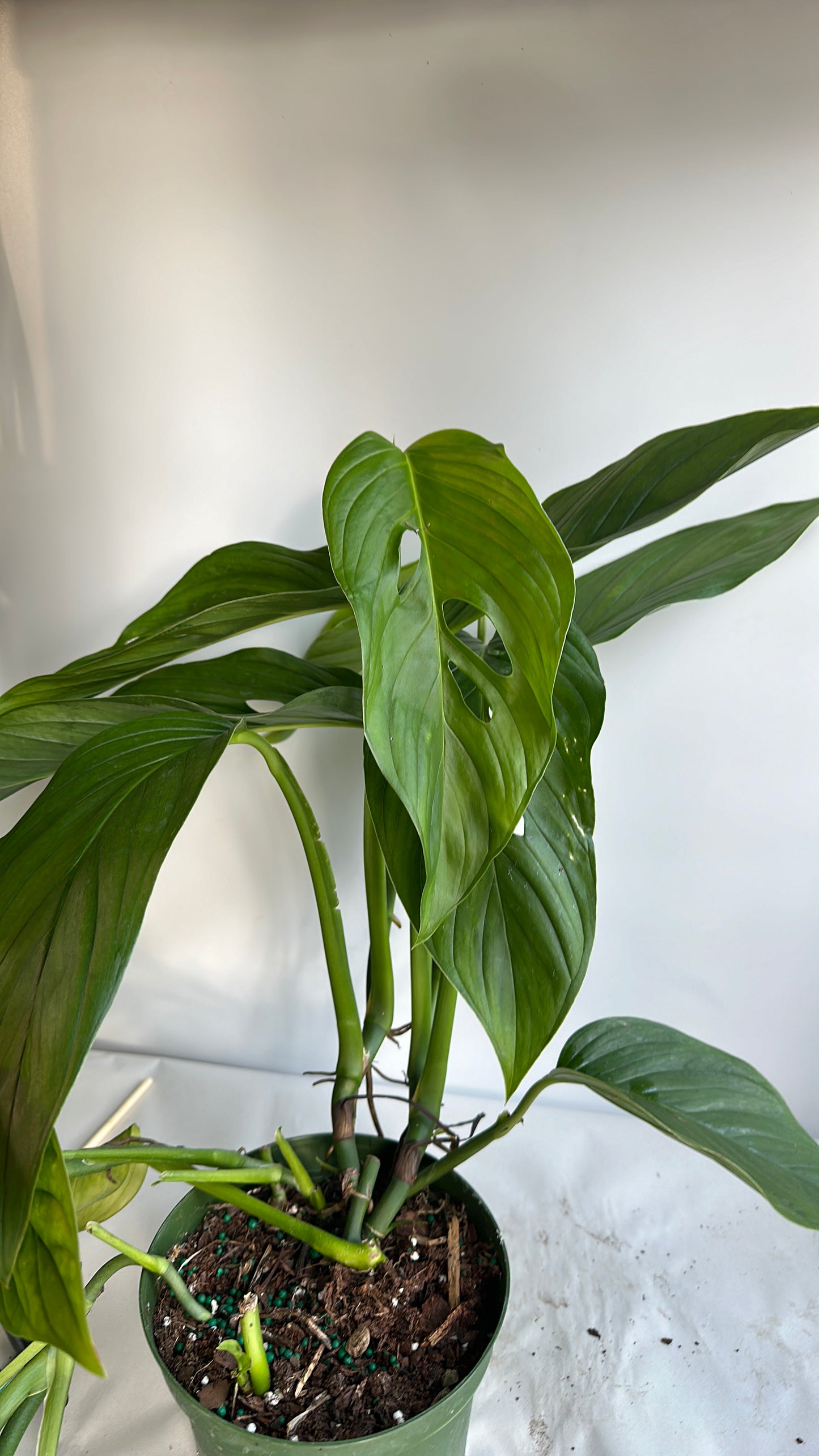 Monstera Lecheriana 6" pot