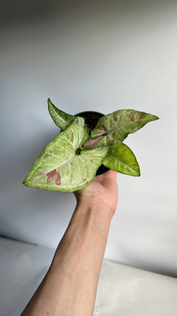 Syngonium Confetti