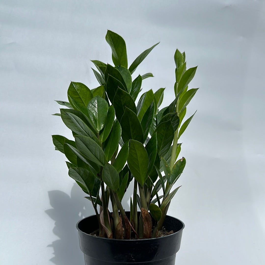 Zz plant 6"pot