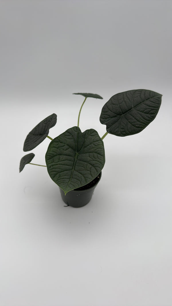 Alocasia Melo 4" Pot