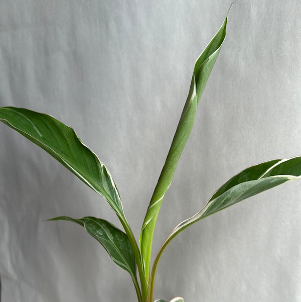 Variegated Musa Nono