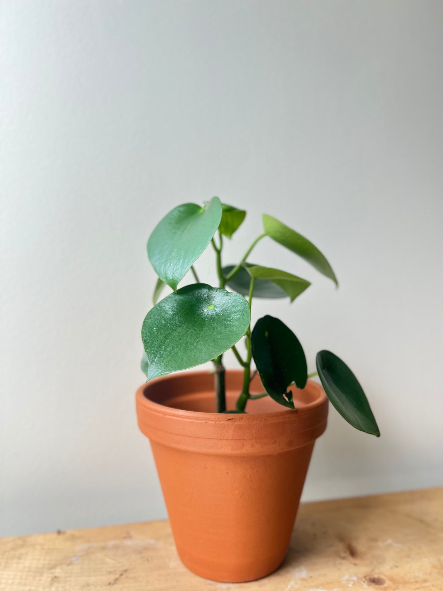 Peperomia Raindrop