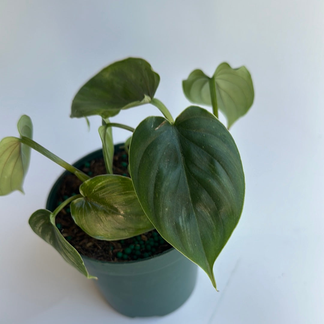 Philodendron plowmanii 4"