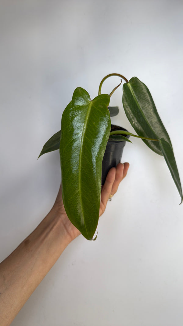 Philodendron Spiritus Sancti 4” pot