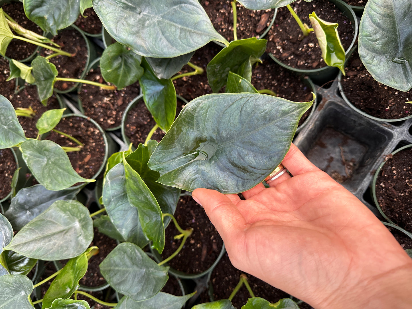 Alocasia Green Unicorn 4" *Grower's Choice*