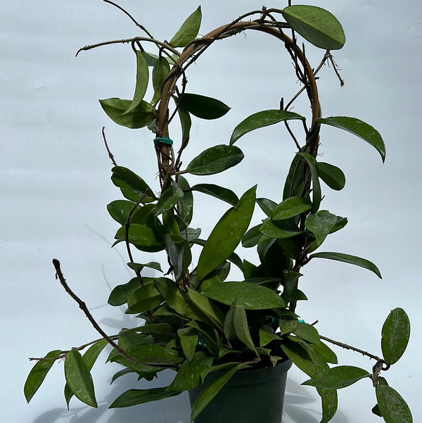 Hoya Publicalyx 'Splash' 6” pot