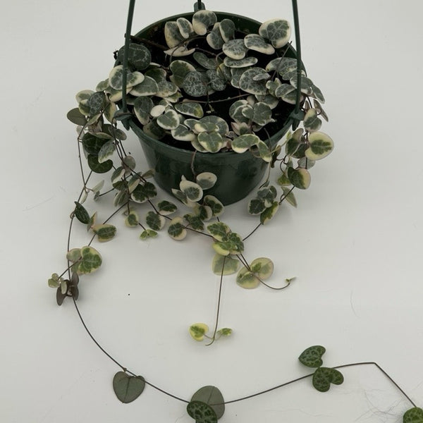 Variegated String of Hearts (Ceropegia) Hanging Basket