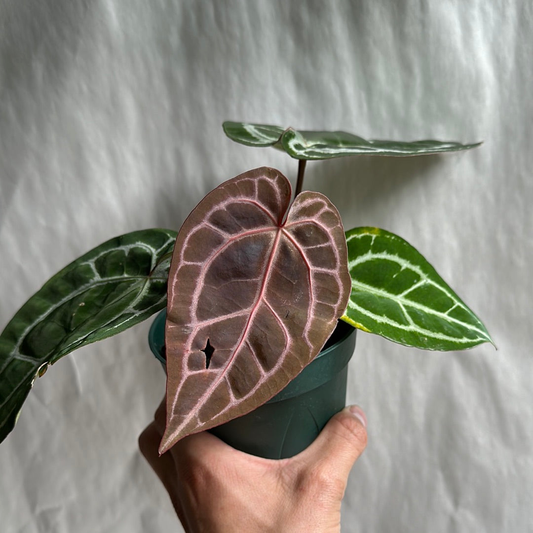 Anthurium Red Crystallinum 4" Rare plant | collector's plant | | house plant | Live Tropical House Plant